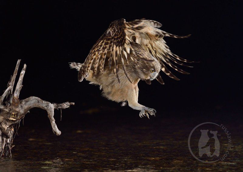 рыбный филин, красная книга, редкие виды, дикая природа россии Рыбалка филина фото превью