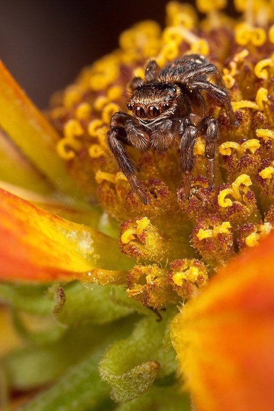 Властелин цветка II фото превью