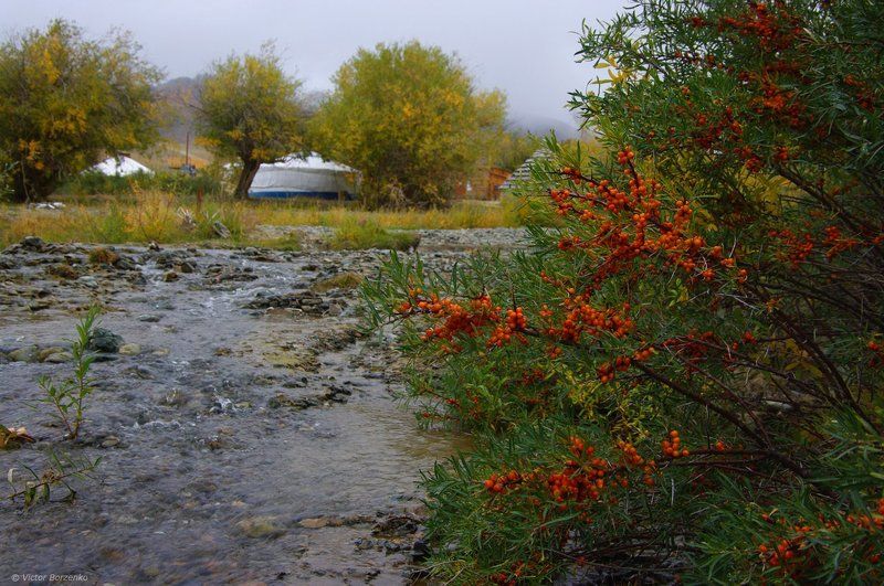 Алтай, Облепиха, Осень, Тыдтуярык Облепиха фото превью