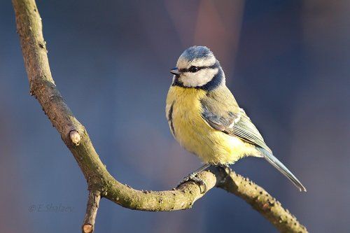 Eurasian Blue Tit , Лазоревка - Cyanistes caeruleus