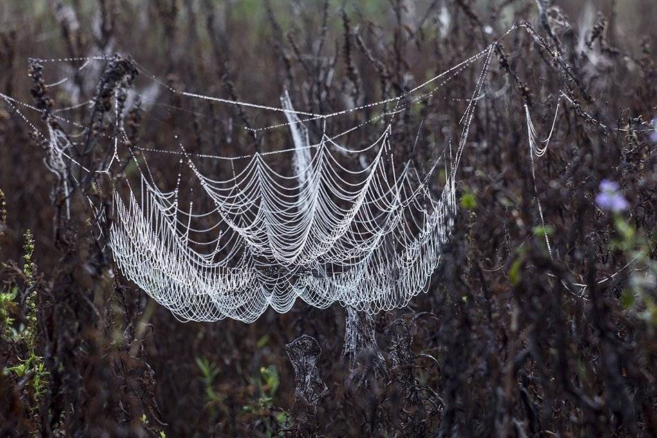, Иваненко Светлана
