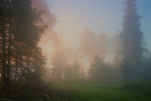 Осень в белые туманы лес хоронит по утрам...