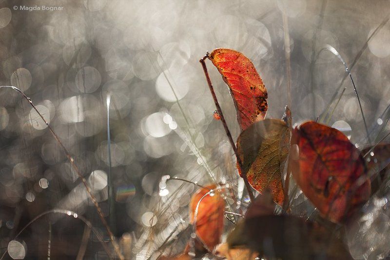 Diamond Autumn фото превью