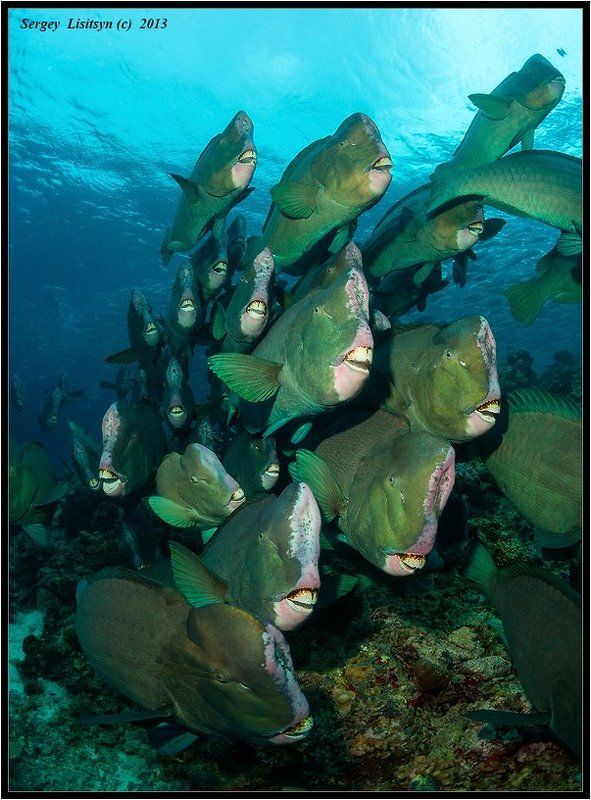 Collective. фото превью
