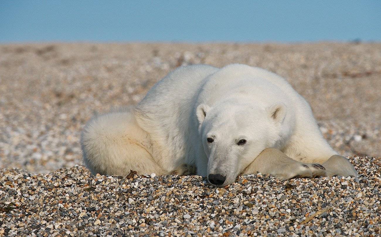 , Андрей Ведерников
