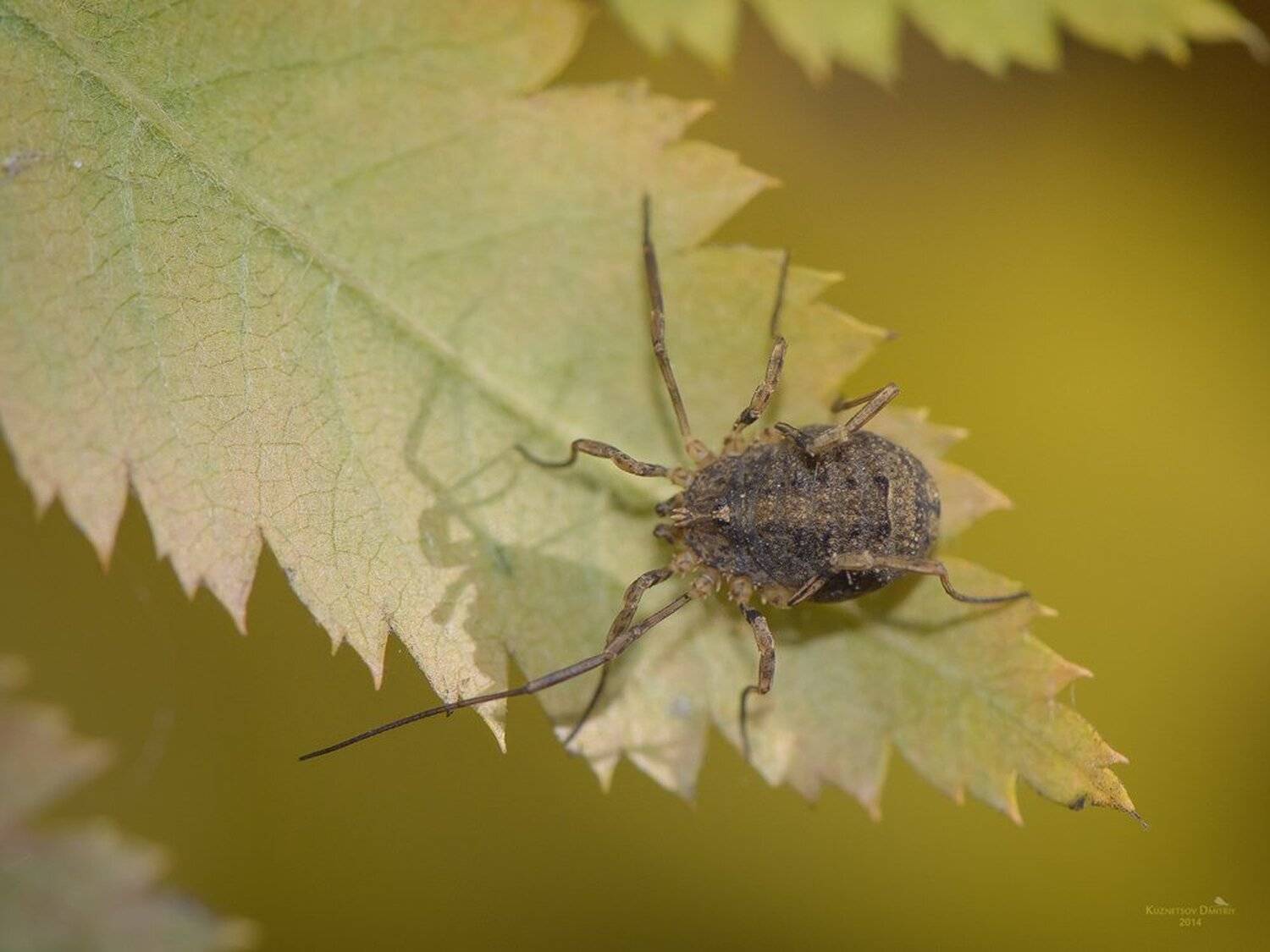 , Кузнецов Дмитрий