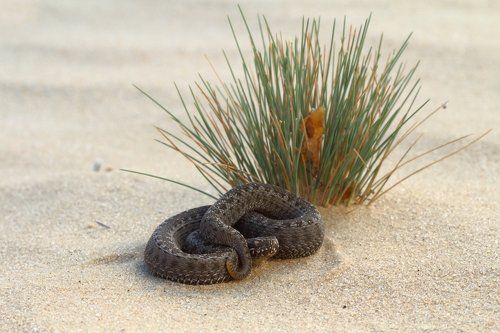 Степная гадюка