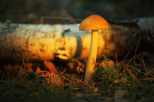 Morning mushroom