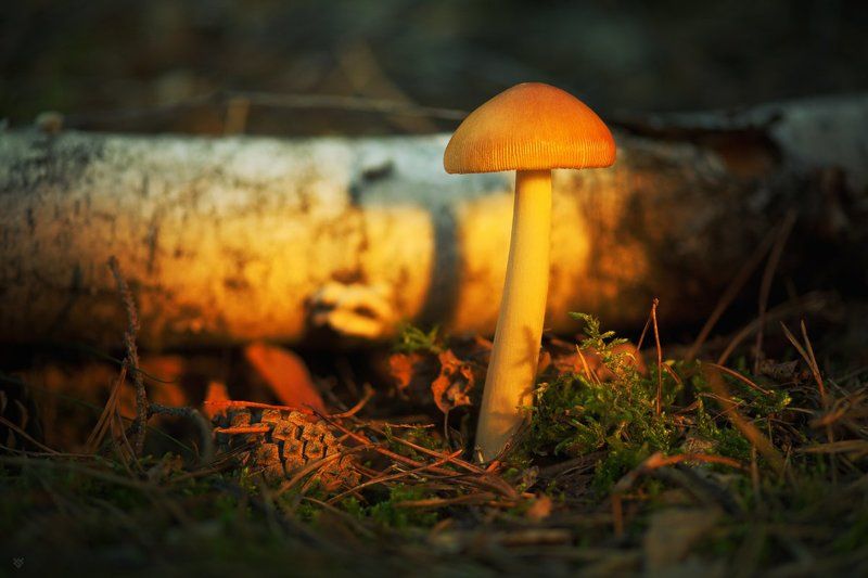 Morning mushroom фото превью