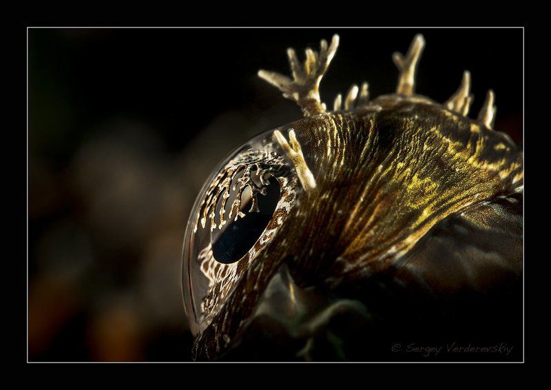 3D Глаз фото превью