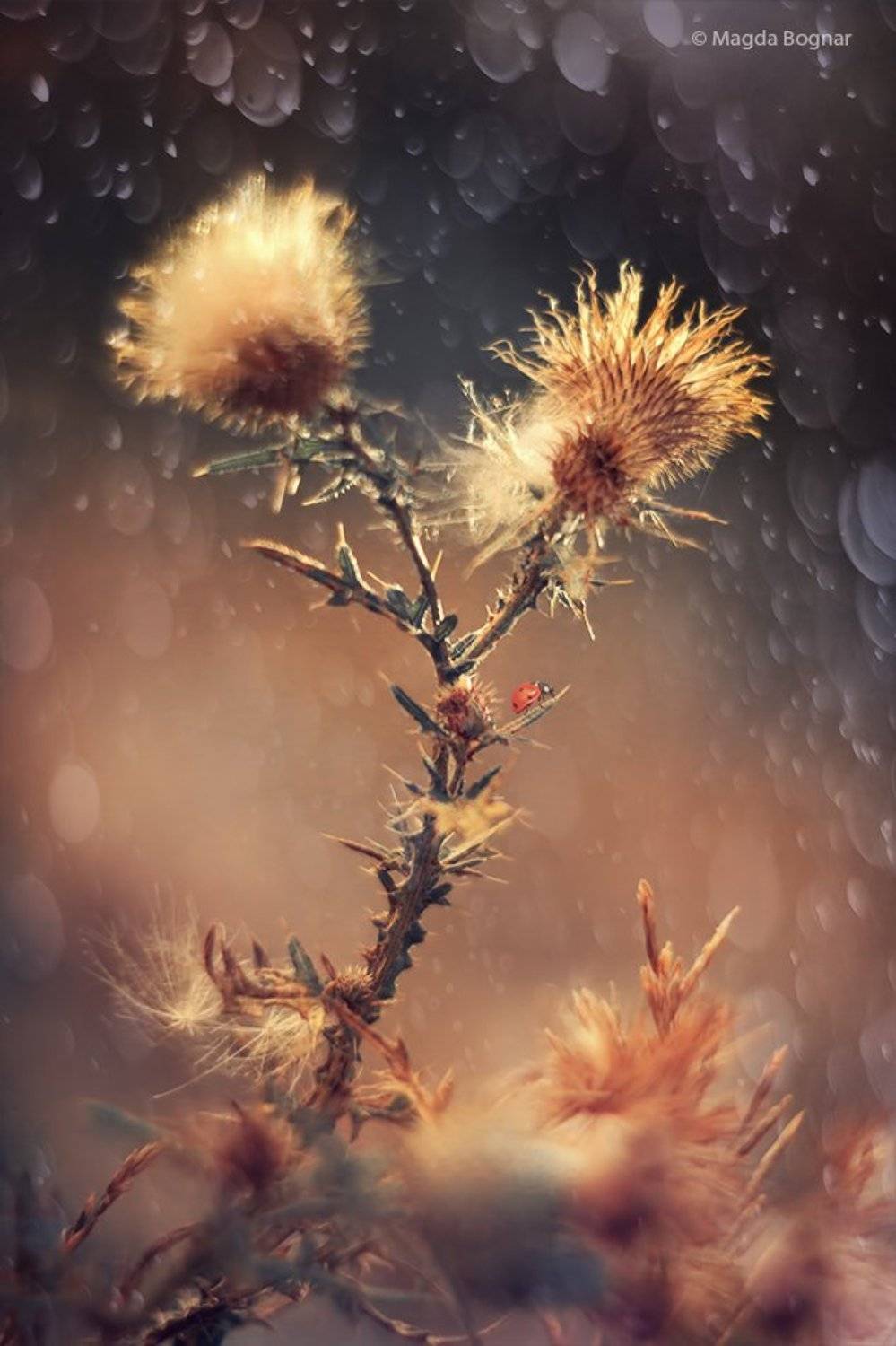 , Magda Bognar