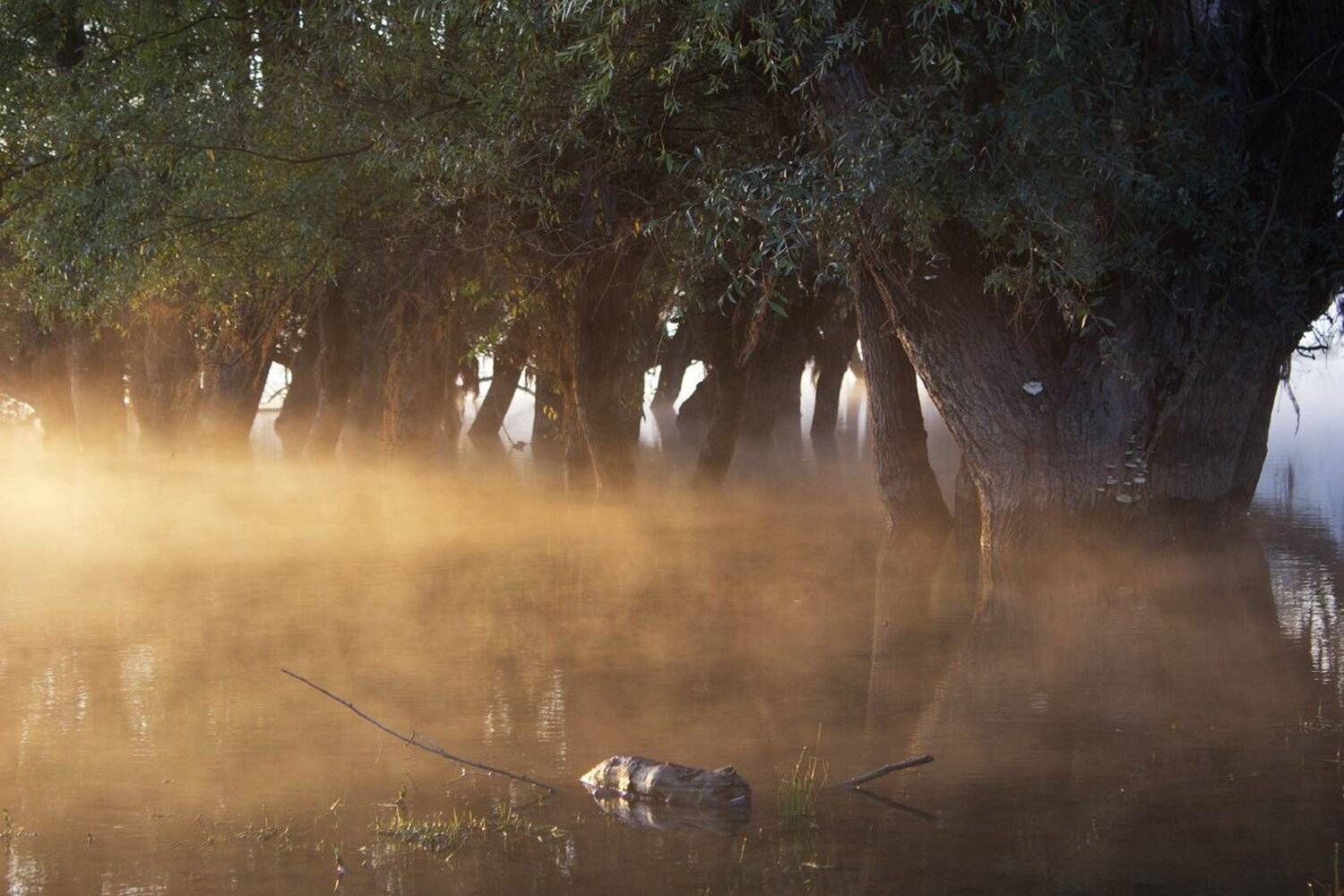 , Ирина Костова