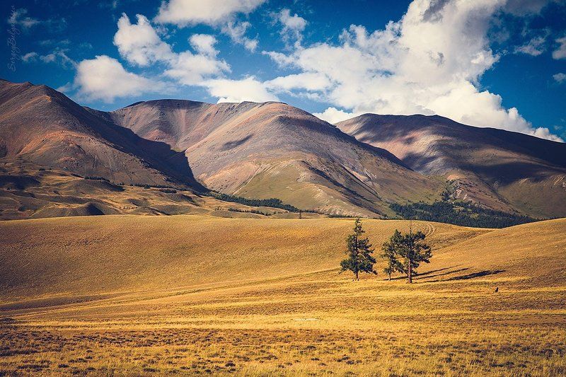 Горный алтай, Горы, Лето, Лиственница, Степь Три фото превью