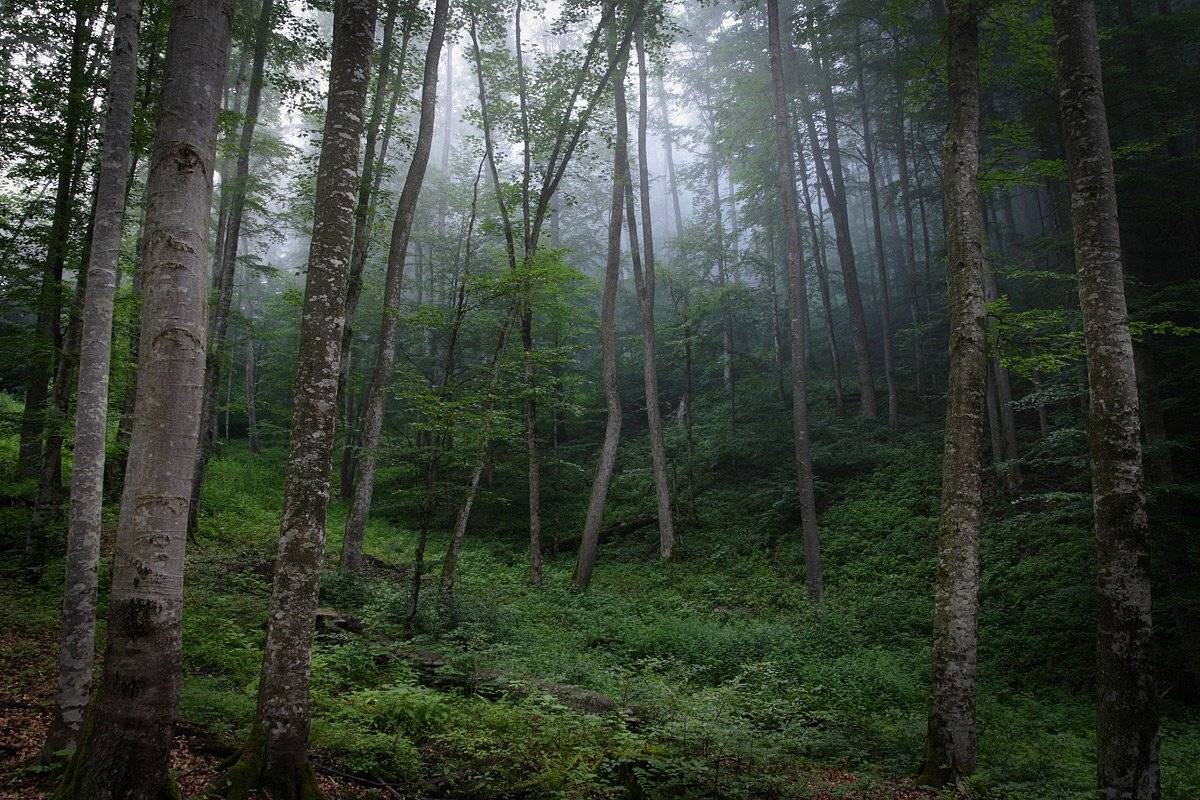 , Виталий Ра