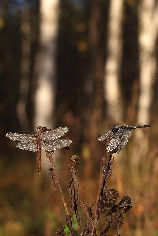 , Сергей Таланов