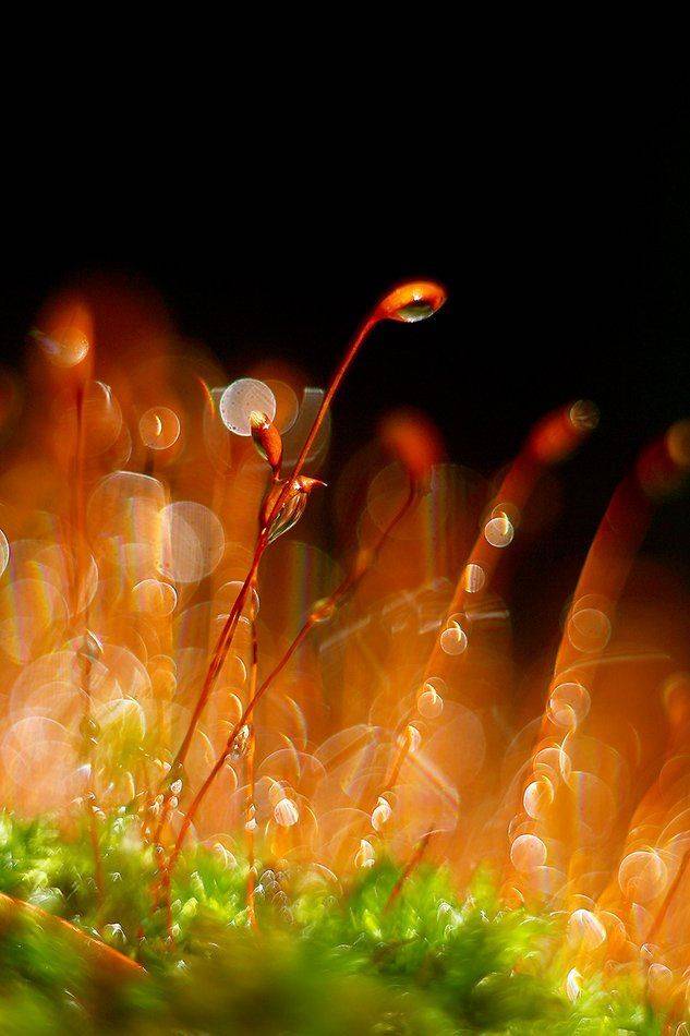 , Иваненко Светлана