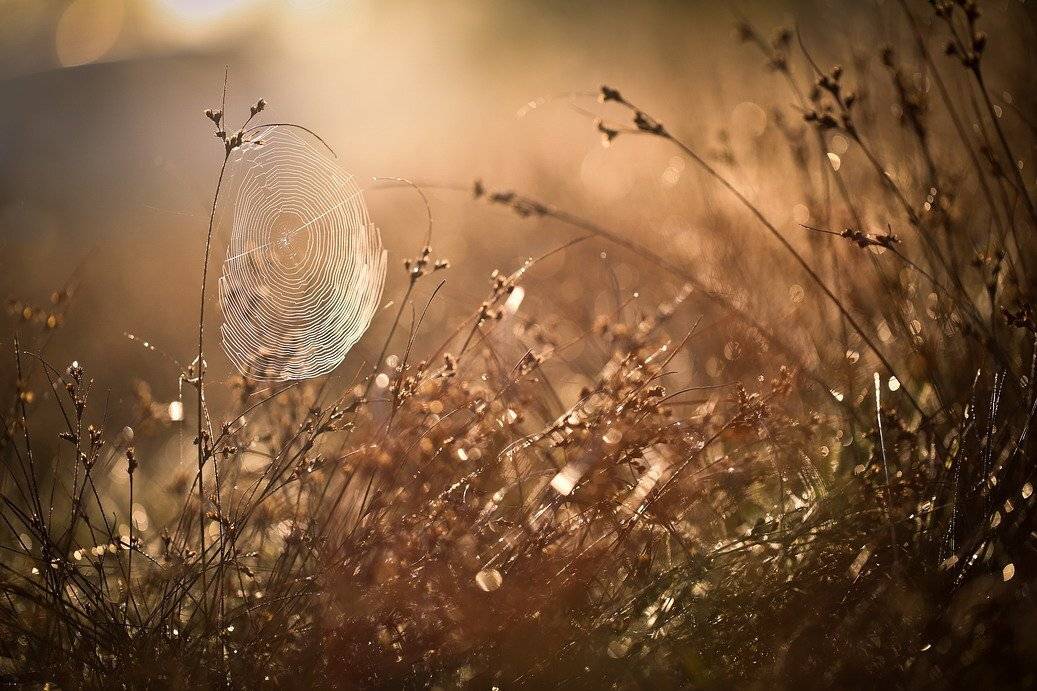 , Вячеслав Мищенко