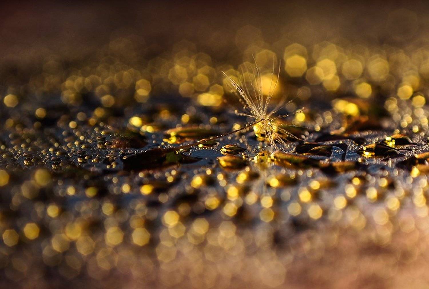 , Ивелина Благоева