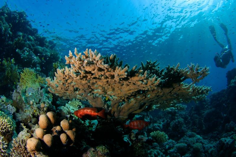 Красное море фото превью