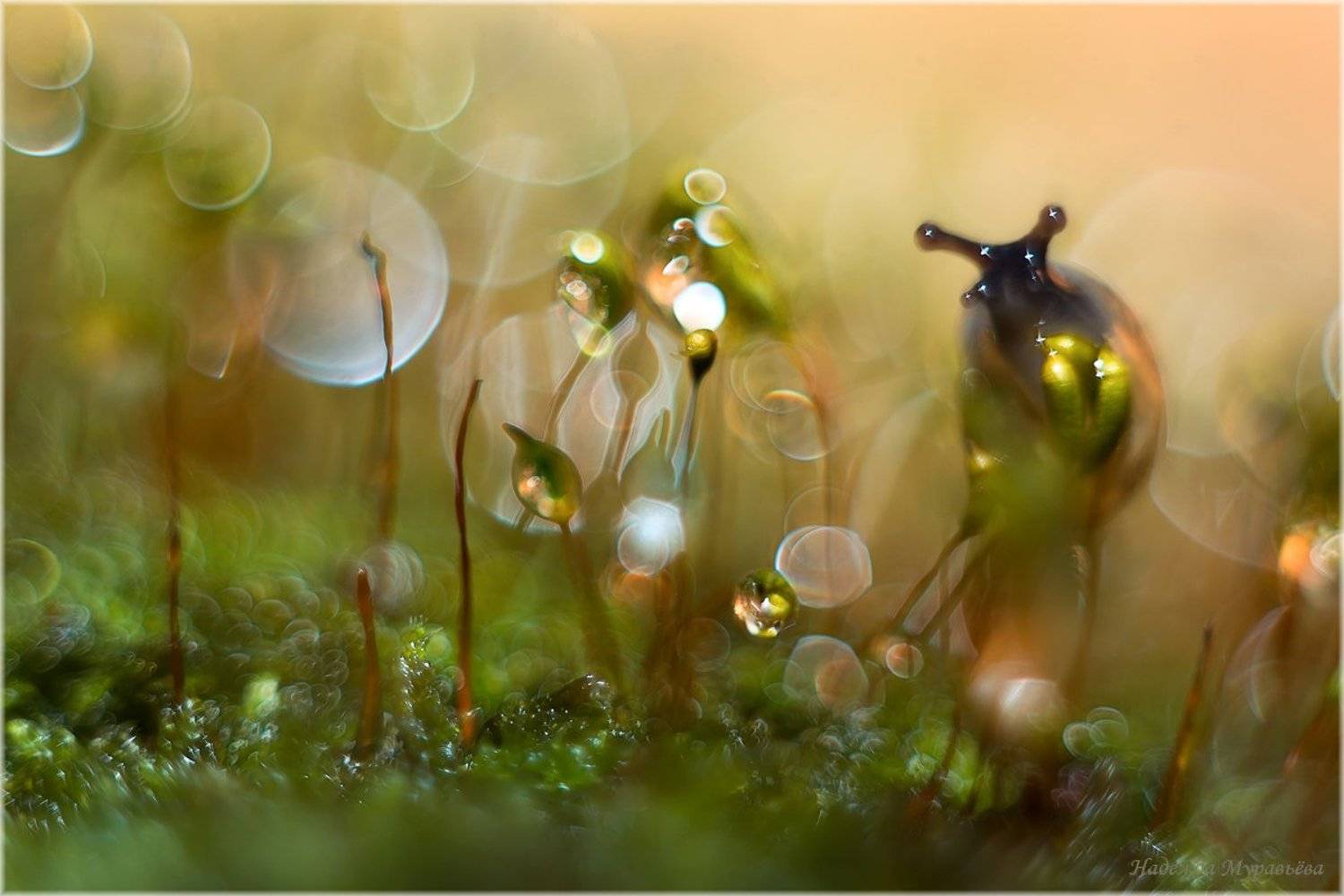 Comm?ne, Pol?trichum, Кукушкин, Лён, Мох, Улитка, Надежда Муравьёва