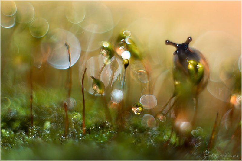 Comm?ne, Pol?trichum, Кукушкин, Лён, Мох, Улитка Газировка фото превью