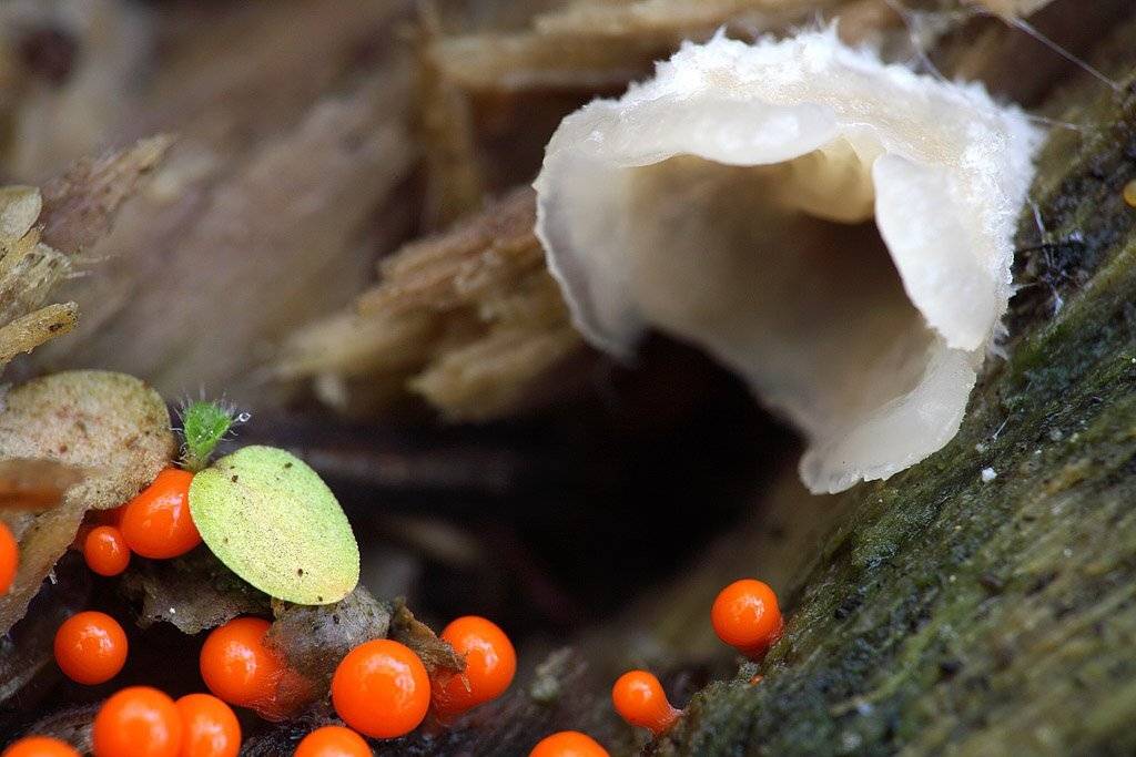 , Сергей Таланов