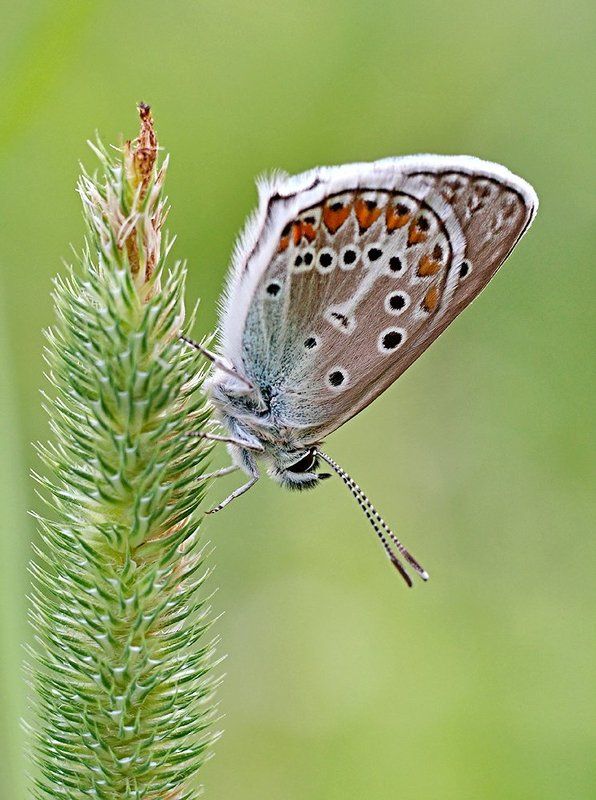 *** фото превью