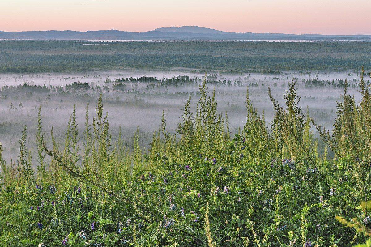 дальний восток, путешествия, розовый, россия, тайга, туман, утро, хабаровский край, Екатерина (PhotoJourneys.ru) Васягина