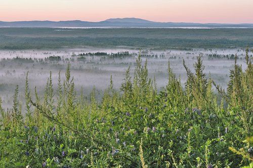 Таежное утро 2...