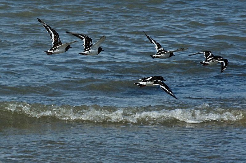 Ruddy turnstone фото превью