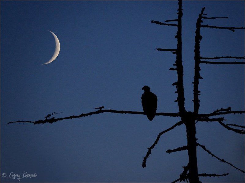 Белоплечий орлан, Сахалин Встреча в ночной тундре фото превью