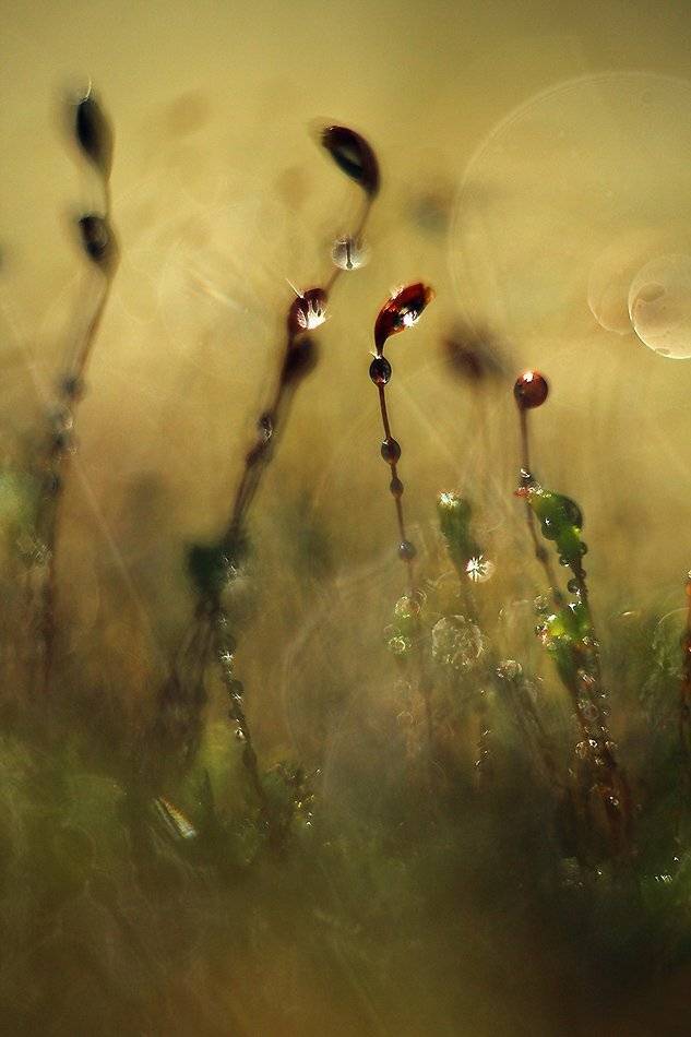 , Иваненко Светлана