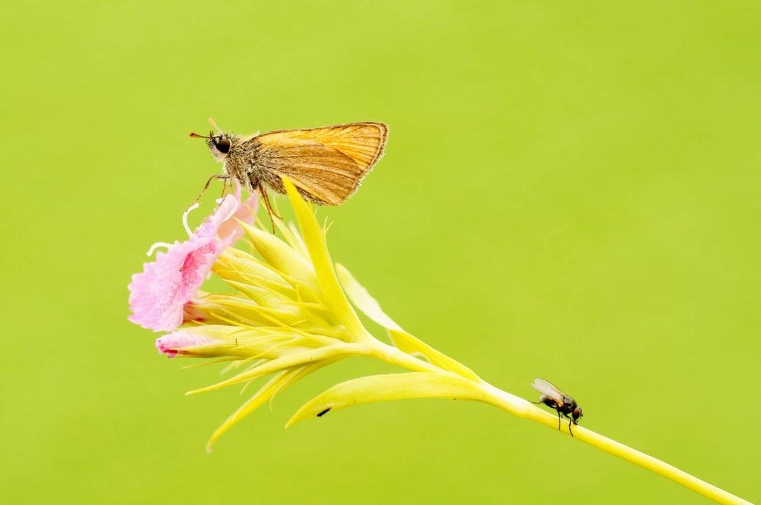 , Zbyszek  Walkiewicz