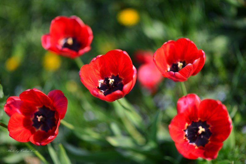 Пятерка фото превью