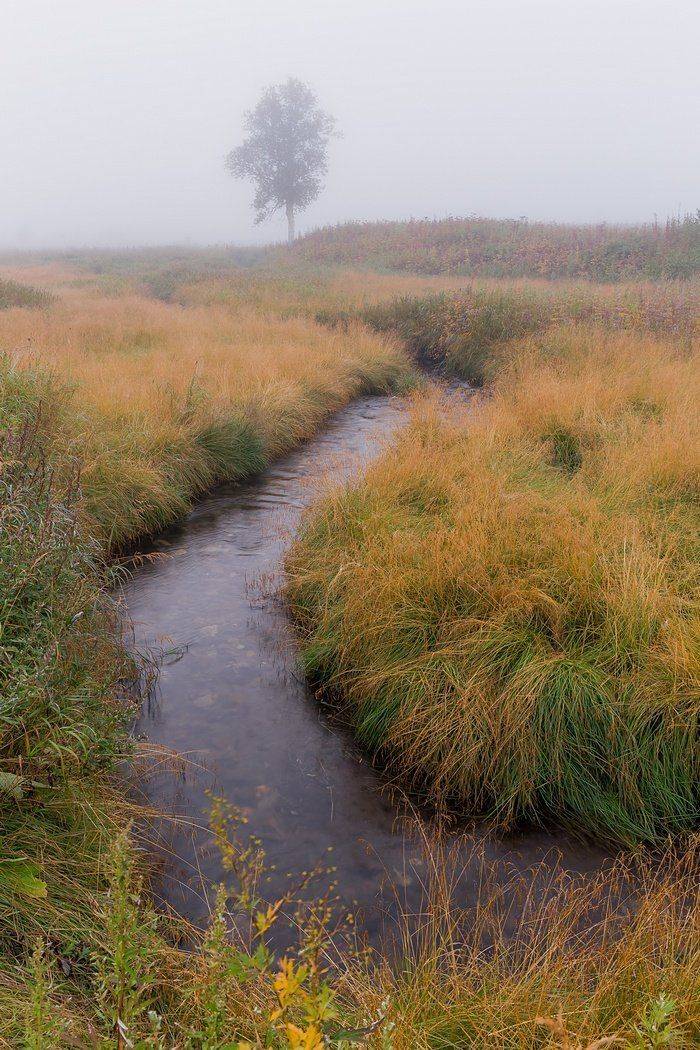 Береза, Горячая, Камчатка, Налычево, Осень, Ручей, Туман, Кирилл Уютнов