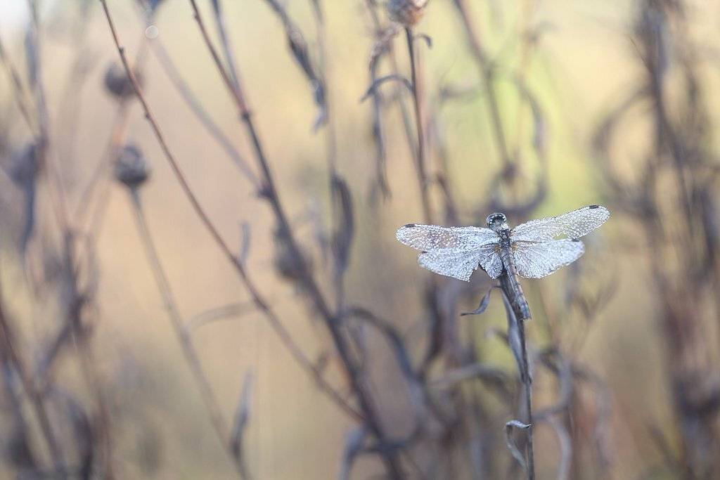 , Сергей Таланов