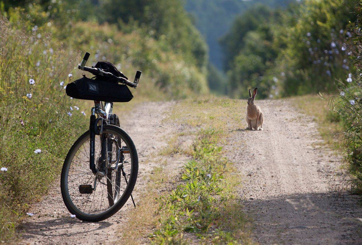 , Marius Gailiu&scaron;is