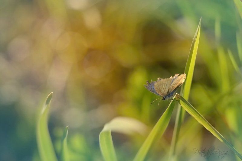 Последний из могикан фото превью