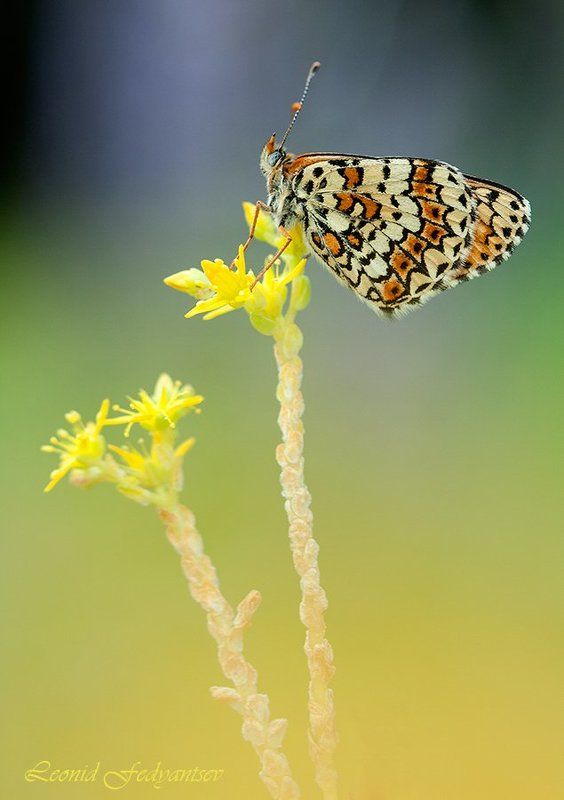 Этюд с Цинксией фото превью