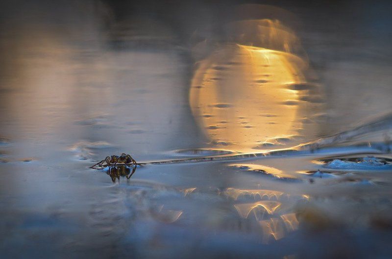 Утомленный солнцем. фото превью