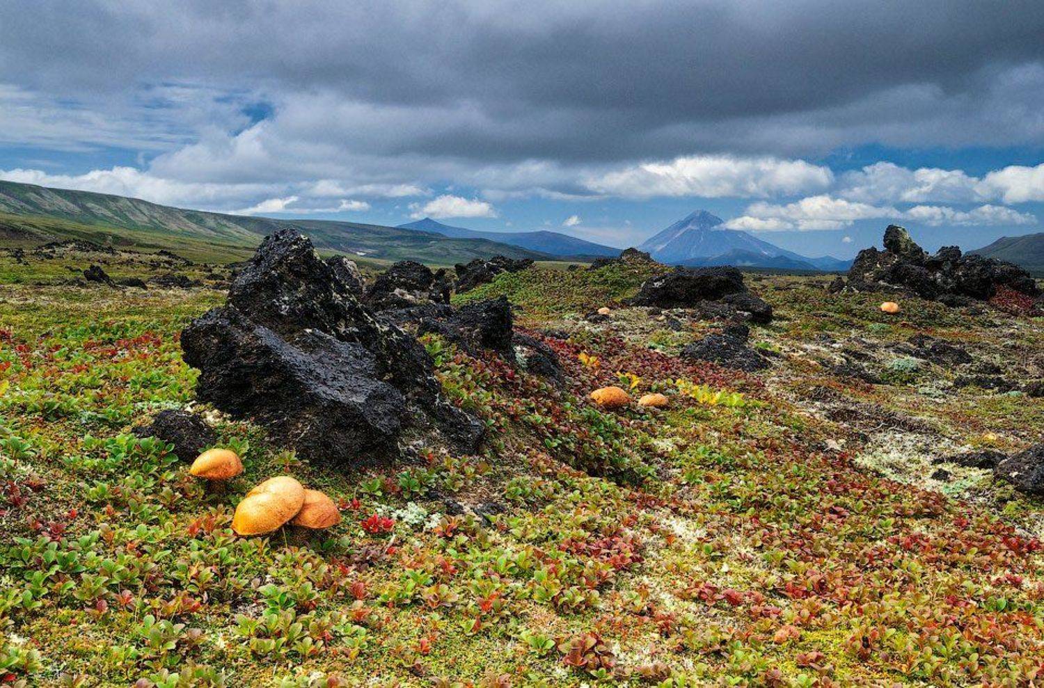 Вулкан, Горелый, Грибы, Камчатка, Тундра, Алексей Харитонов