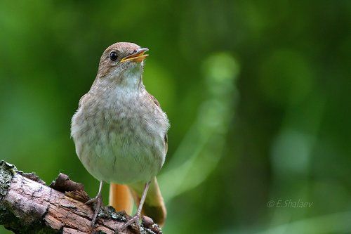 Thrush Nightingale,Обыкновенный соловей - 	Luscinia luscinia