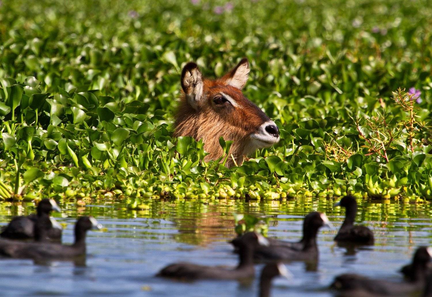 , Александр Перов