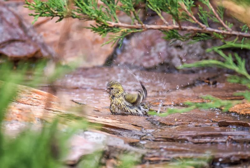 птица, чижик, водные процедуры, купание, вода, чижик плюхается.. фото превью