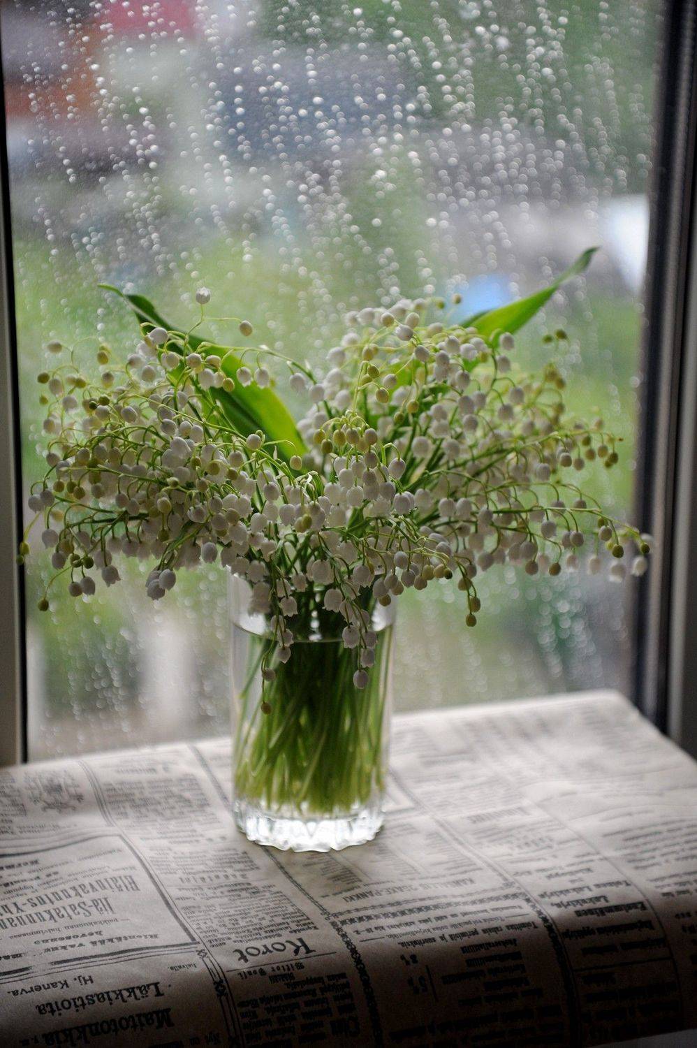 , Дарья Васильева