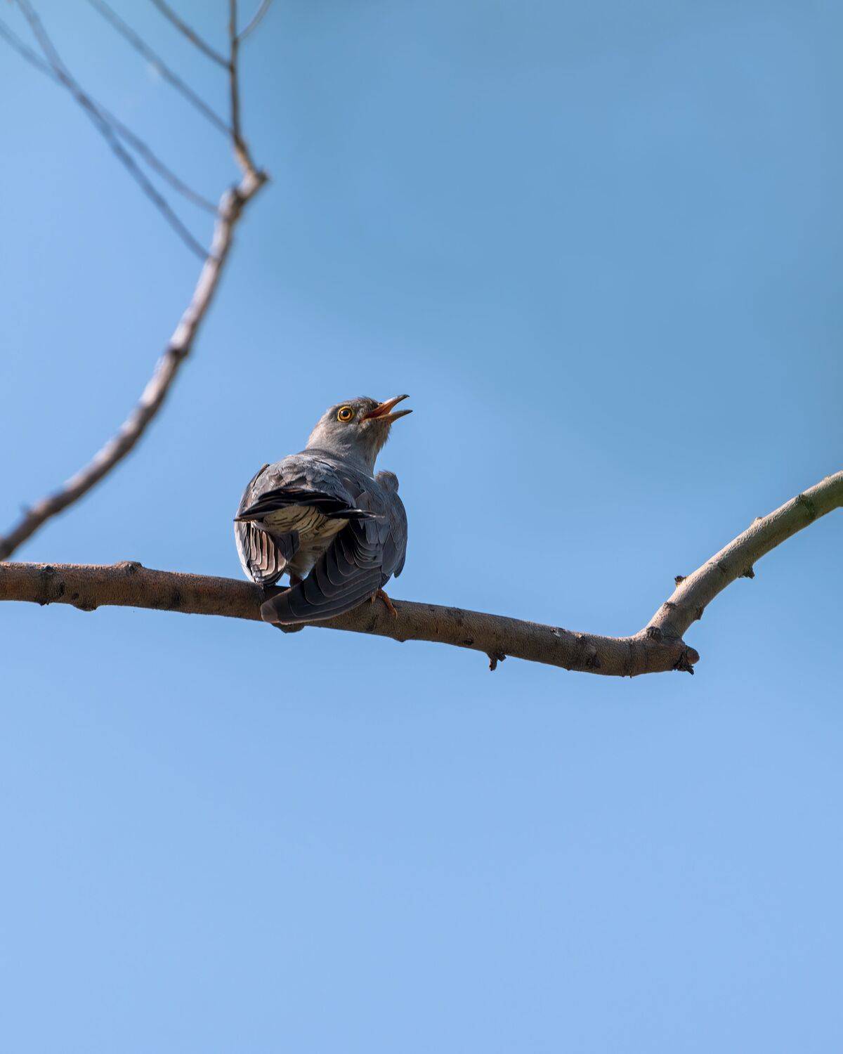 , Алексей Рыльский