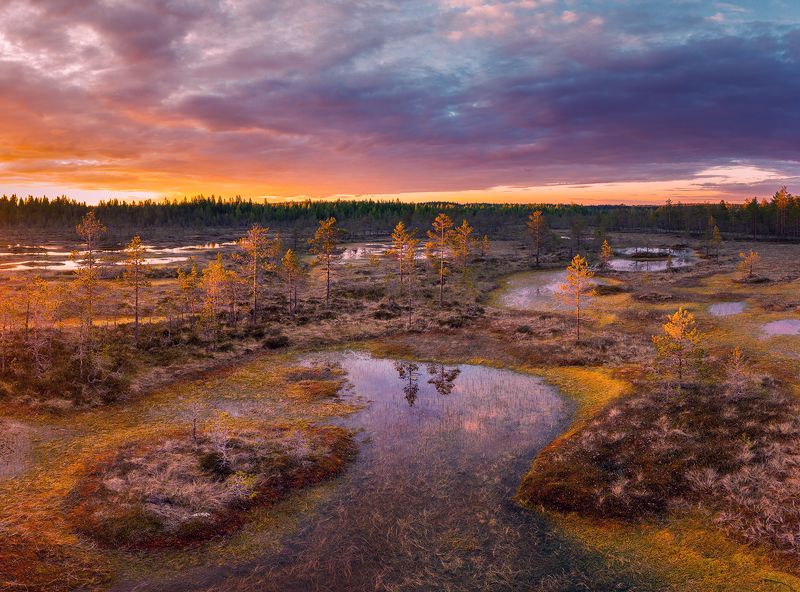 swamp, sunset, summer Июньский закат на болоте фото превью