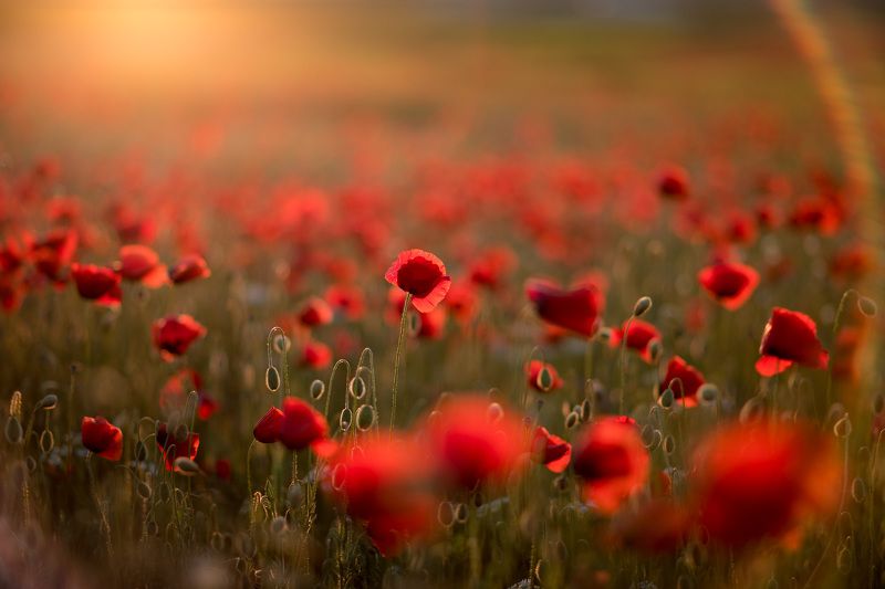 Маки фото превью