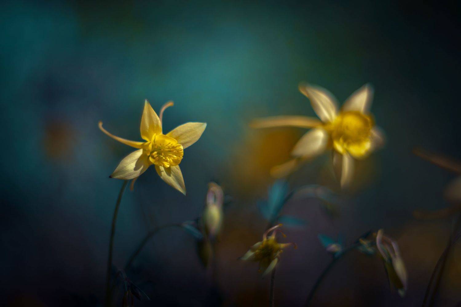 flowers,yellow,blue,green,nature,light,bokeh,, Борислав Алексиев