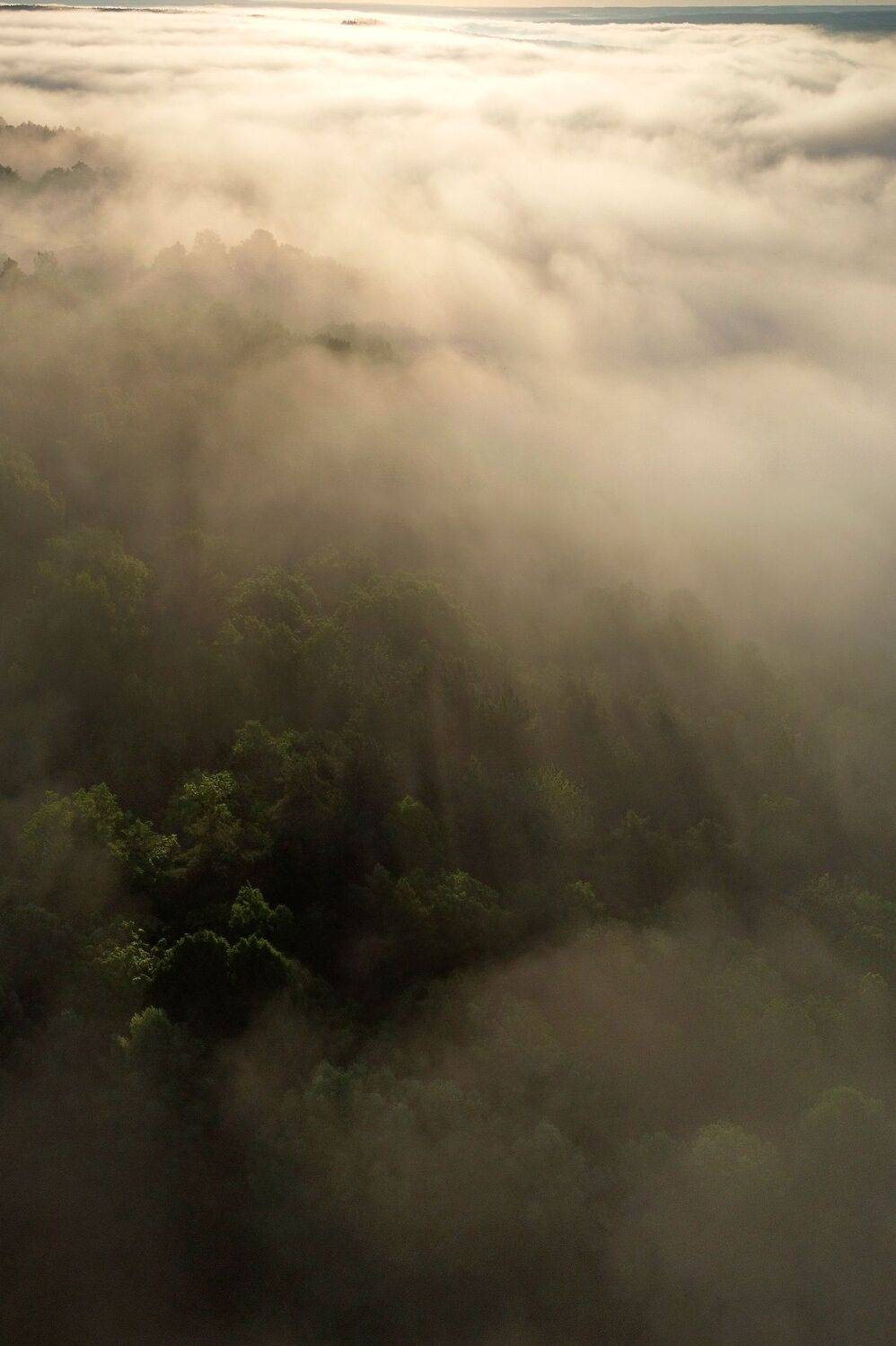 , Виталий Стрельцов